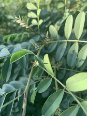 Indigofera tinctoria arcuata