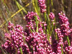 Erica rhopalantha