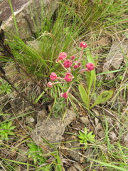 Zaluzianskya microsiphon