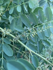 Indigofera tinctoria arcuata