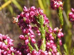 Erica rhopalantha
