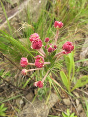 Zaluzianskya microsiphon