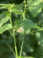 Justicia scandens