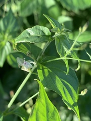 Justicia scandens