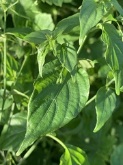 Justicia scandens