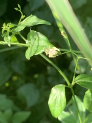 Justicia scandens