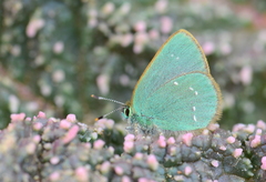 Callophrys mystaphia