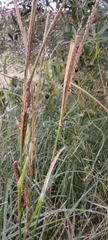 Carex hispida