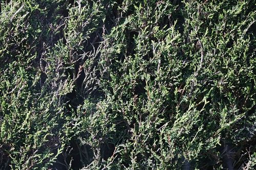 Leyland cypress (×hesperotropsis leylandii)