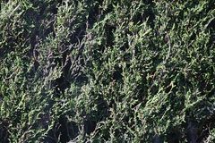 Cupressus × leylandii