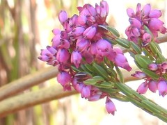 Erica rhopalantha