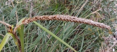 Carex hispida