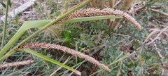 Carex hispida