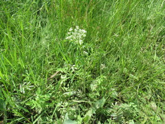 Cnidium dauricum