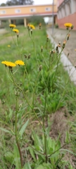 Crepis vesicaria taraxacifolia