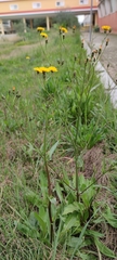 Crepis vesicaria taraxacifolia