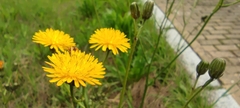 Crepis vesicaria taraxacifolia