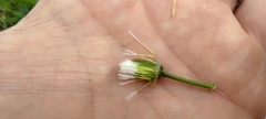 Crepis vesicaria taraxacifolia
