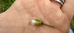 Crepis vesicaria taraxacifolia