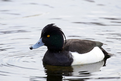 Aythya fuligula