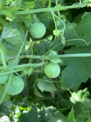 Blastania cerasiformis