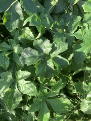 Blastania cerasiformis