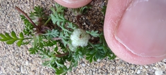 Soliva stolonifera