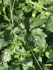 Blastania cerasiformis