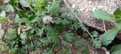Soliva stolonifera