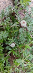 Soliva stolonifera