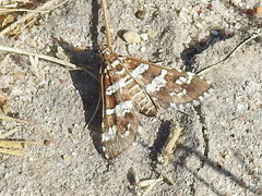 Nomophilini
