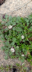 Soliva stolonifera