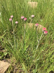 Senecio discodregeanus