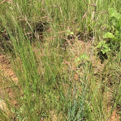 Monocymbium ceresiiforme