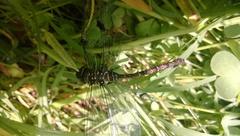 Rhionaeschna jalapensis