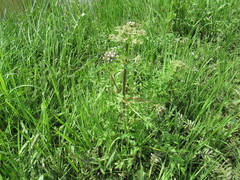 Cnidium dauricum