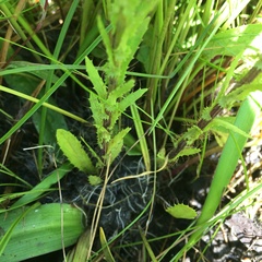 Alepidea setifera