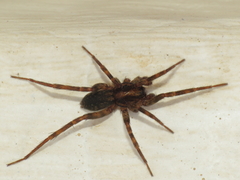 Liocranidae