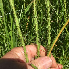 Alepidea setifera