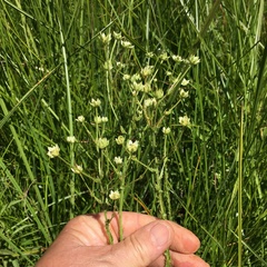 Alepidea setifera