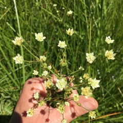 Alepidea setifera