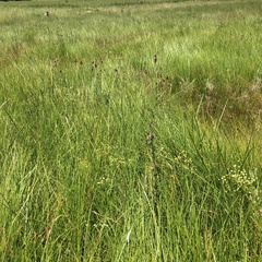 Alepidea setifera