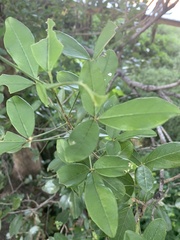 Thilachium africanum