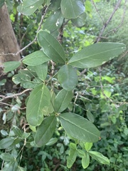 Thilachium africanum