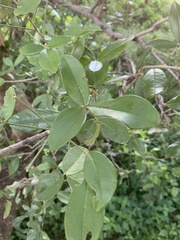 Thilachium africanum