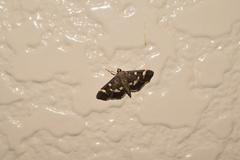 Herpetogramma luctuosalis