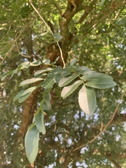 Xanthocercis zambesiaca