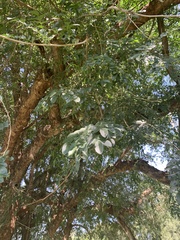 Xanthocercis zambesiaca