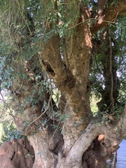 Xanthocercis zambesiaca