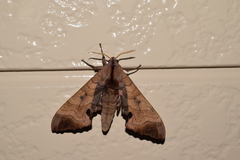 Marumba gaschkewitschii